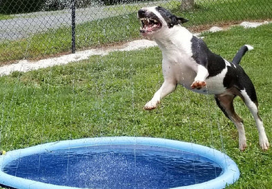 dog playing in splash pad pool