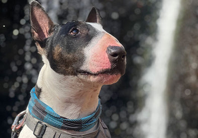 bull terrier wearing a blue plaid dog bandana