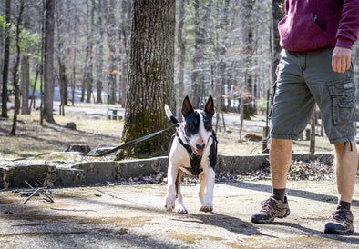 Walking your dog