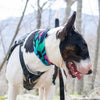 zoomies dog bandana