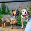 small dogs wearing pup scruffs