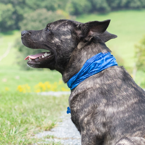 dog wearing blue abstract bandana