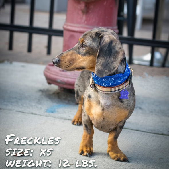 blue bandana pup scruff