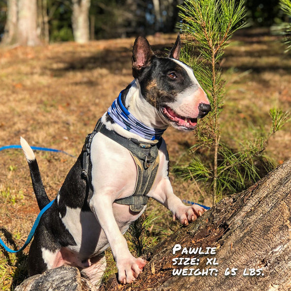 bone camo blue pup scruff dog bandana