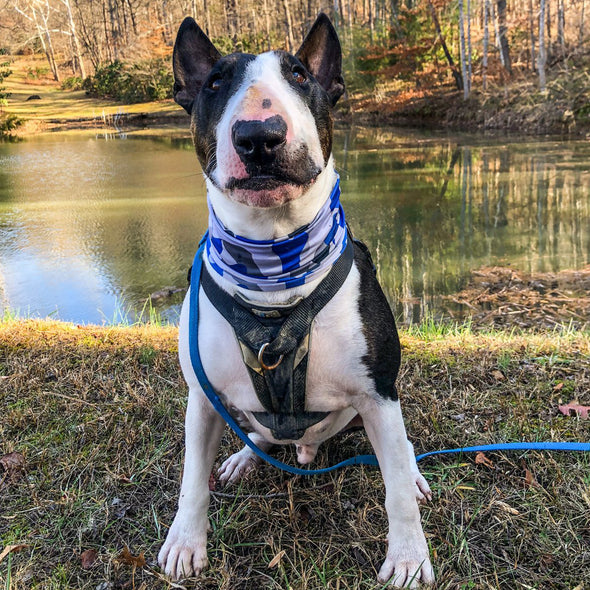 bone camo blue pup scruff dog bandana