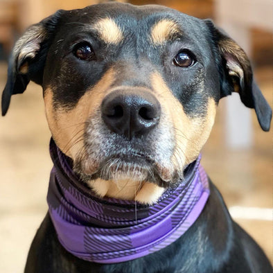 buffalo plaid purple pup scruff dog bandana