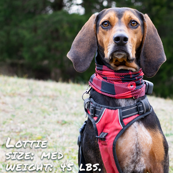 Buffalo Plaid red Pup Scruff dog bandana