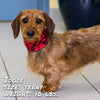 dog wearing cherry bomb pup scruff dog bandana