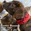 dog wearing cherry bomb pup scruff dog bandana