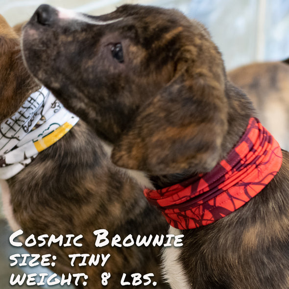dog wearing cherry bomb pup scruff dog bandana