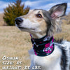 day of the dog pink pup scruff dog bandana