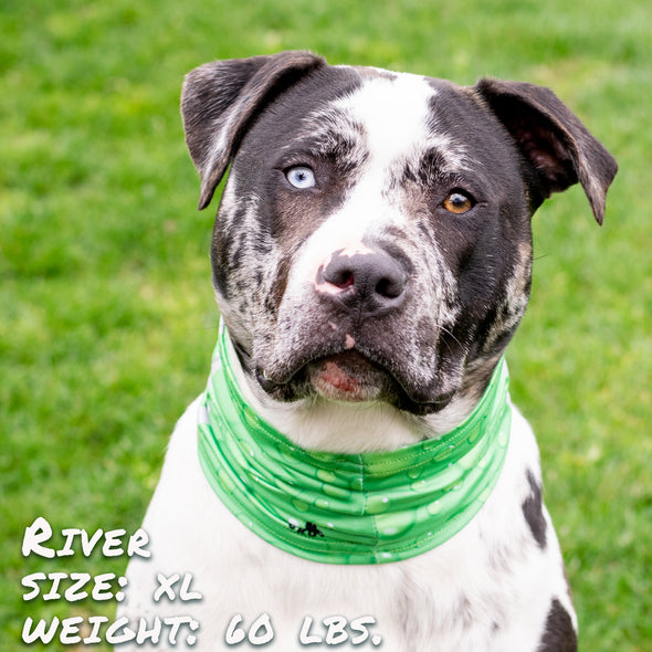 Drops of LIME Pup Scruff dog bandana