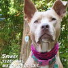 dog wearing merlot abstract bandana