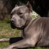 Slither Pup Scruff dog bandana