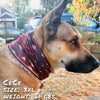 SW Amigo Pup Scruff