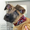 southwest amigo pup scruff dog bandana