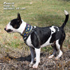 taco pawty pup scruff dog bandana