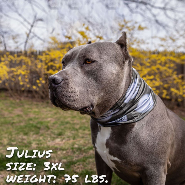 the stud pup scruff dog bandana