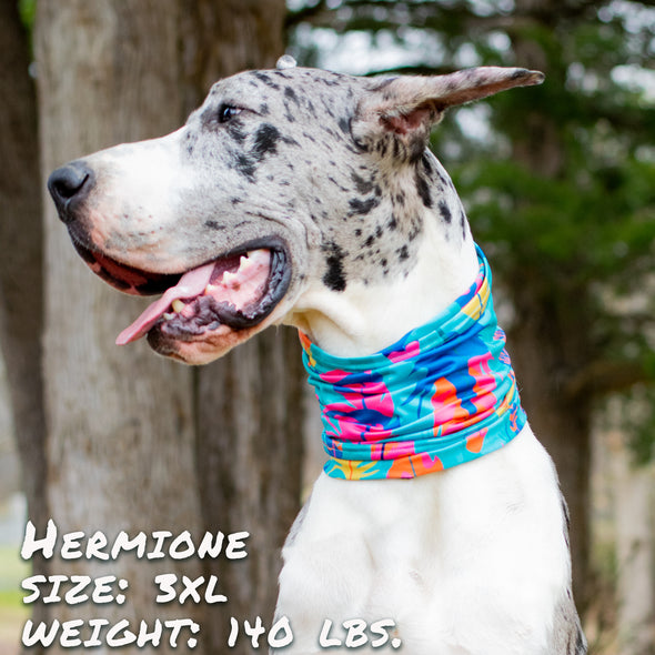 the wanderer dog bandana