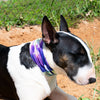 bull terrier wearing tie dye bandana