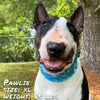 Water Dog Pup Scruff dog bandana