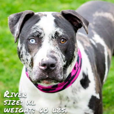 zebra pink dog bandana