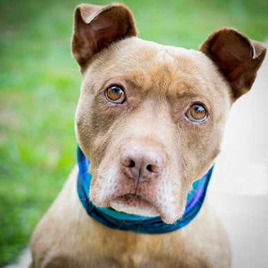 Adoptable Dogs